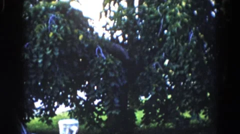 1962: a tree with green leaf in the middle of a ground CHICAGOLAND AREA Stock Footage
