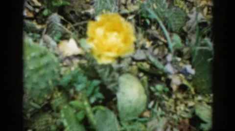 1962: yellow flower on a cactus during springtime CHICAGOLAND AREA Stock Footage
