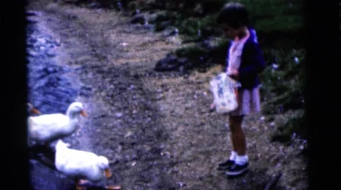 1963: birds are seen feeding themselves CAMDEN, NEW JERSEY Stock Footage