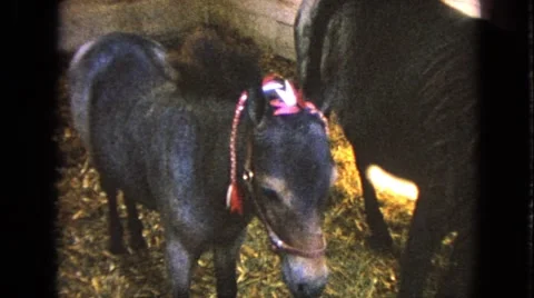 1963: cute miniature ponies WALWORTH, WISCONSIN Stock Footage
