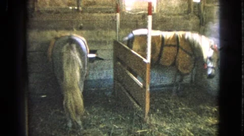 1963: one grey horse with white hair in a stall and a white horse Stock Footage