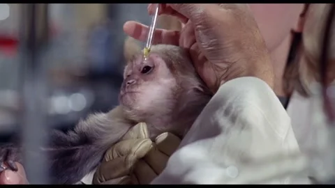 1963 - In this thrilling horror Sci-Fi film, a scientist puts eyedrops in a Stock Footage 238544733