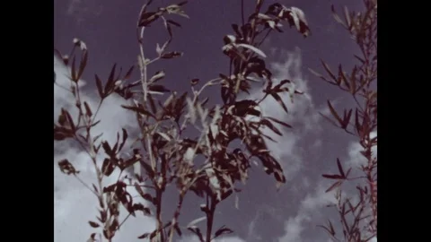 1964-Jute / India / 1964 Stock Footage