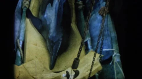 1964: man washing a big dark blue restless dolphin caught on the deck HAWAII Stock Footage