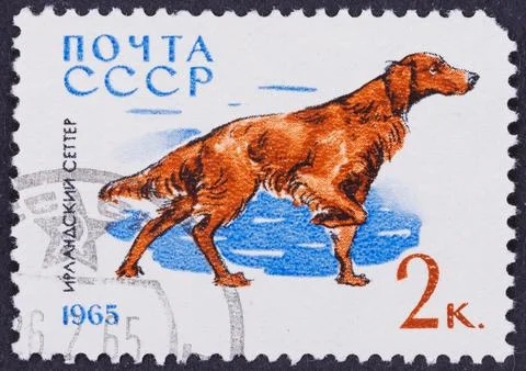 1965 Soviet Postage Stamp Featuring Irish Setter Stock Photos