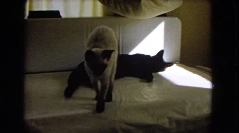 1966: cats are seen CATALINA, CALIFORNIA Stock Footage