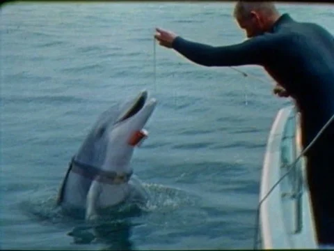 1966 - A dolphin swims with a military trainer, a female beachgoer enters the Stock Footage