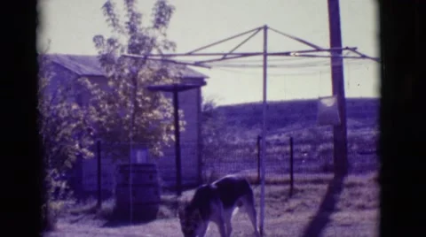 1966: German Shepherd Picks Up Object in Mouth and Trots Away in Yard Video stock 67599728