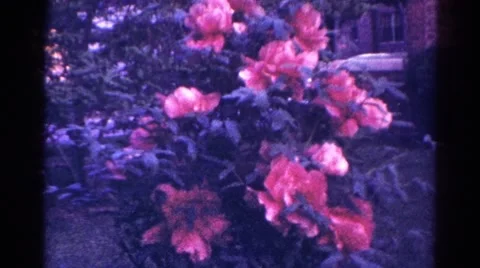 1966: summer pink flowers DANVILLE, ILLINOIS Stock Footage