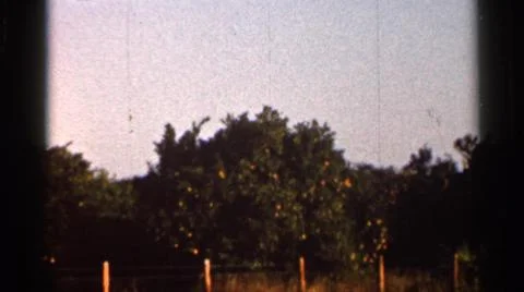 1966:FLORIDA USA.Comer Scriptures Large Trees Filled With Green Eves And Stock Photos