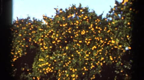 1966:FLORIDA USA.Comer Scriptures Large Trees Filled With Green Eves And Foto stock