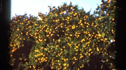 1966:FLORIDA USA.Comer Scriptures Large Trees Filled With Green Eves And Stock Photos