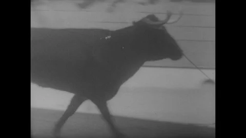 1967-Bull-leaping / World Championship / France / 1967 Stock Footage