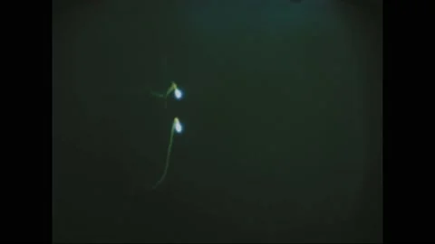 1967 - An engineer looks at an oscilliscope's readout as an astronaut does test Stock Footage 213303148