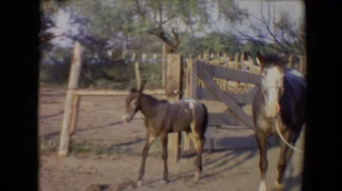 1967: small burrow is roaming farmyard with other animals. TUCSON, ARIZONA Stock Footage