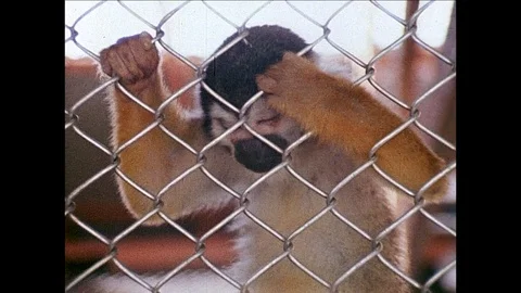 1968-Animal Experiment / Stanford Research Institute / San Francisco / 1968 Stock Footage