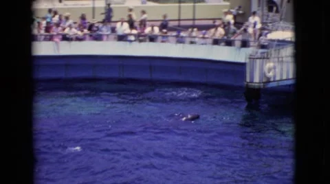 1968: A Circus in Progress with Water and Sea Lion Splash in Cottonwood, Arizona Stock Footage 67848804