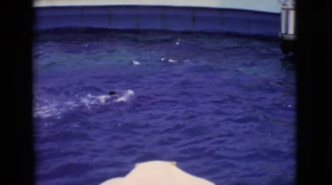 1968: dolphins are seen COTTONWOOD, ARIZONA Stock Footage