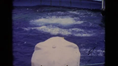 1968: dolphins jumping in the aquarium. COTTONWOOD, ARIZONA Stock Footage