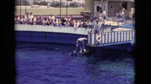 1968: a male trainer entertaining people at a seaworld with a porpoise in tank. Stock Footage