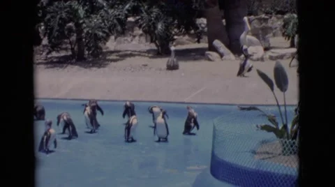 1968: penguins in the zoo COTTONWOOD, ARIZONA Stock Footage