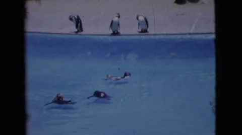 1968: people visiting a zoo and watching various birds behind an enclosure Stock Footage