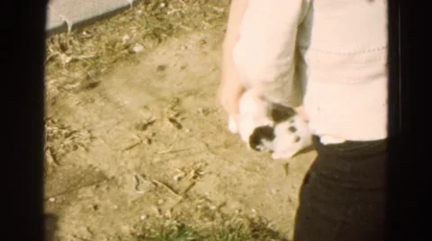 1968: person taking cats out of box in the summer sunshine DILLER, NEBRASKA Stock Footage