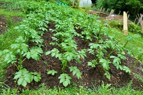 Growing potatoes conventionally in the ground with the soil earthed up with compost using the no dig method. xkwx potato, plant, seed, garden, vegetable, organic, no dig, agriculture, gardening, nature, fresh, harvest, cultivation, growing, natural, food, soil, growth, closeup, seedling, ground, green, root, tuber, earth, raw, potatoes, germinating, cultivated, dirt, produce, germination, grow, nutrition, sprout, season, rural, land, crop, healthy, leaves, tubers, compost