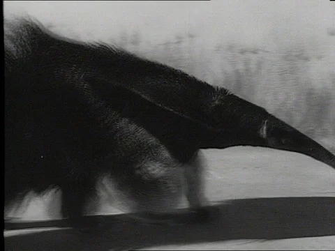 1969-Anteater / Zoo / Australia / 1960-1969 Stock Footage