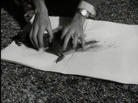 1969-Cane Toad / Australia / 1960-1969 Stock Footage 77872878