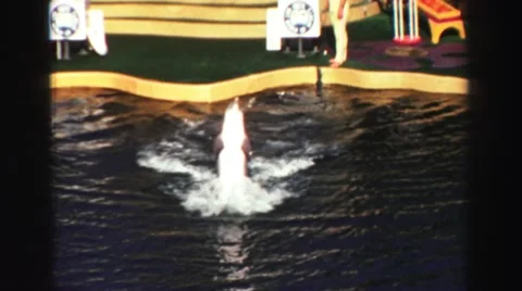 1969: dolphin marine pool showing off YOSEMITE, CALIFORNIA Stock Footage