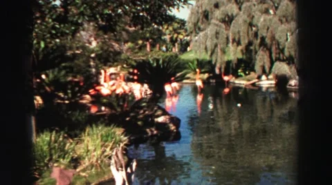 1969: flamingos wade daintily in their pond among the trees while visitor walk Stock Footage