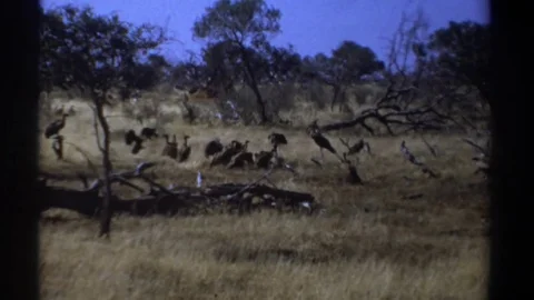 1969: Flock of Vultures Hovering Over a Dead Carcass in the Middle of a Field 動画素材 70175958