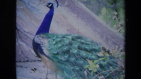 1969: Peacock Spreading Feathers in Mating Dance, California Vidéo 70559028