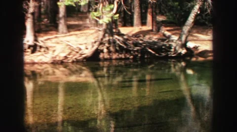 1969: swamp and tree roots at an overhang YOSEMITE, CALIFORNIA Stock Footage