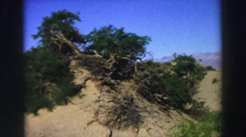 1969: uprooted tree is not good for the nature and the environment YOSEMITE, Stock Footage