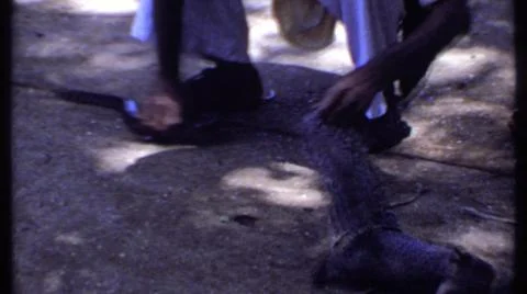 1969:INDIA.Snake--Handle Routine Gone Wrong! Stock Photos