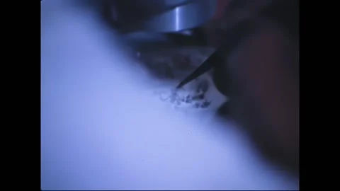 1970 - Entomologist looks through microscope at a sample of mosquitoes at the Stock Footage 226612751