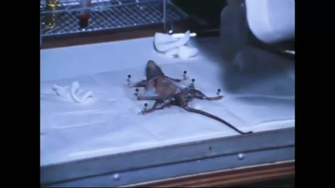 1970 - Rat is dissected at the 712th Preventive Medicine Unit in Thailand. 스톡 동영상 226847979