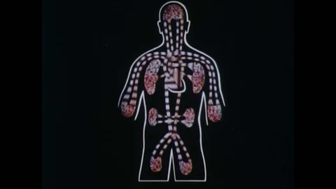 1970s: animation of organs inside human body. Animation of blood flow to and Stock Footage 75161709
