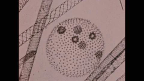 1970s: Aquatic organisms magnified under... | Stock Video | Pond5