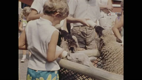 1970s: children visiting petting zoo feeding sheep milk from bottles, zookeeper Stock Footage