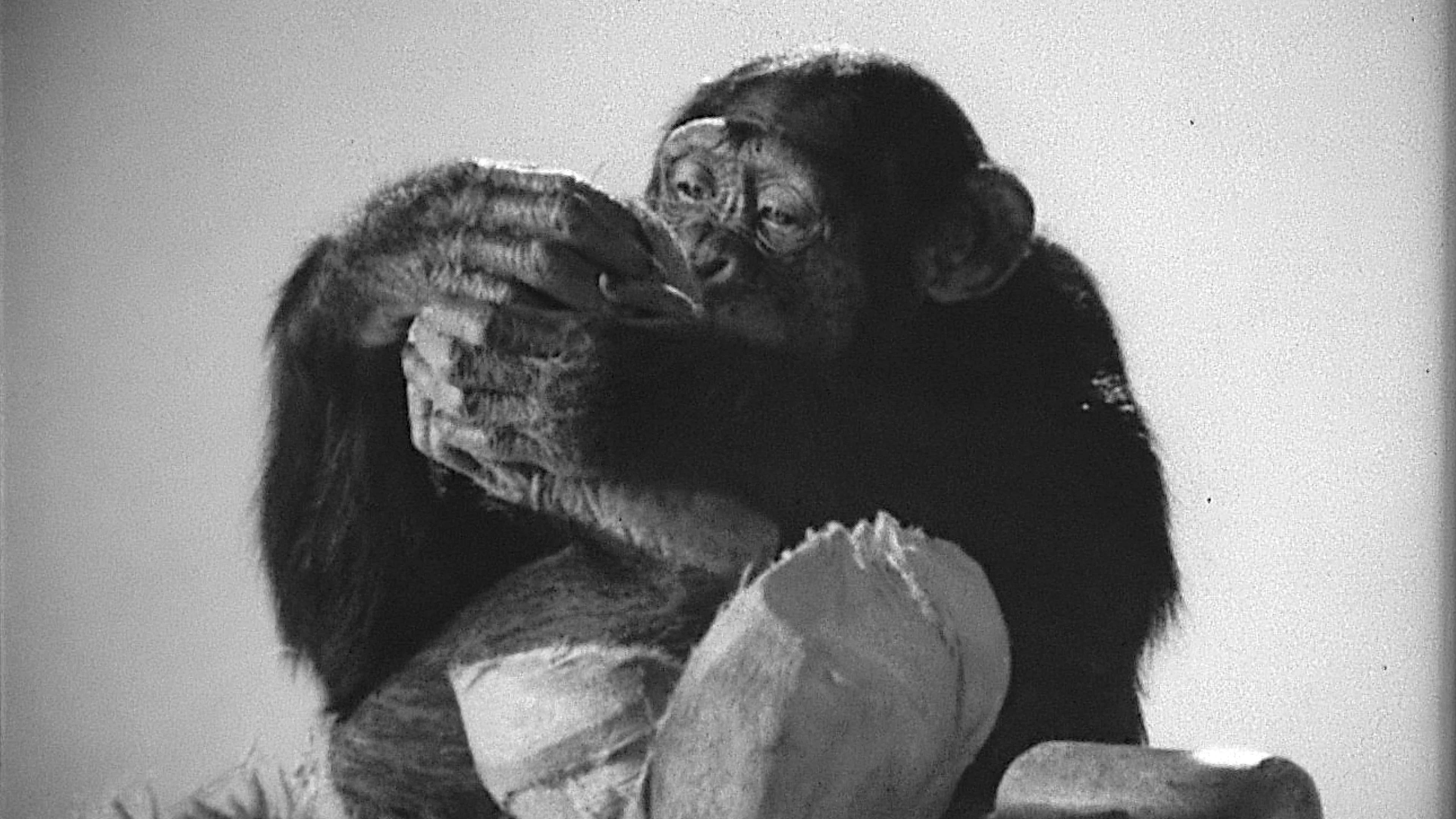 1970s Chimp Monkey Ape Funny Chimpanzee ... | Stock Video | Pond5