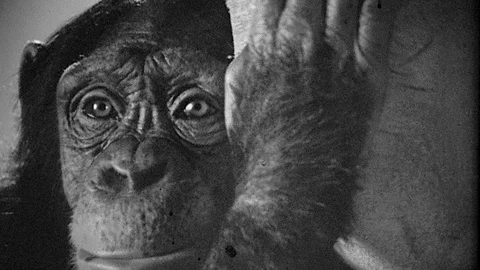 1970s Chimp Monkey Ape Funny Chimpanzee Shakes Coconut Vintage Old Film Movie Stock Footage 88484830