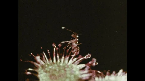 1970s: Close-up of ants, spider, wasp, snail and other bugs. Microscopic Stock Footage 118241069