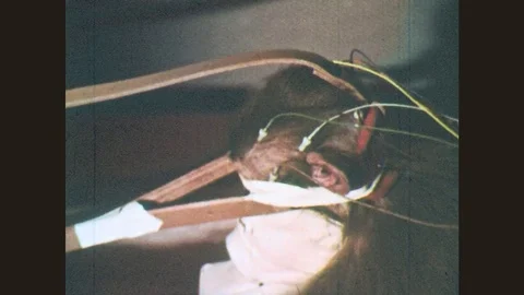 1970s: Flashes of light illuminate monkey in restraints.  Recording devices.  Stock Footage 78377515