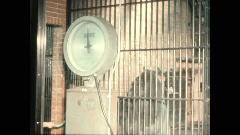 1970s: Gorilla sitting on scale in cage, hand gives banana to gorilla. Gorilla Video stock 154701481