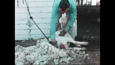 1970s: Grain elevator.  Man shears sheep.  Livestock.  Windmill.  River. 스톡 동영상 292806583