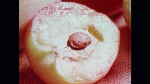 1920S Peach Color Stock Videos – Royalty-Free HD & 4K Videos