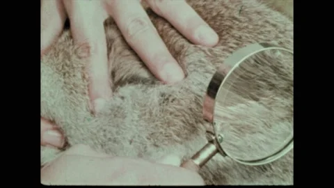 1970s: Hand brushes through rabbit fur and holds up a magnifying class. Parasite Stock Footage 192255965
